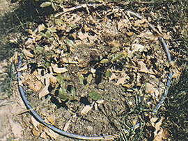 
A bike rim fends off squirrels; the nut-loving critters think it's a trap and stay away.
